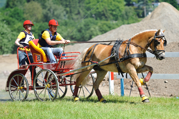 Der Haflingerwallach Moses mit Patrick Hanisch beim Internationalen Fahrturnier in Dillenburg. Foto Andreas Rogocz